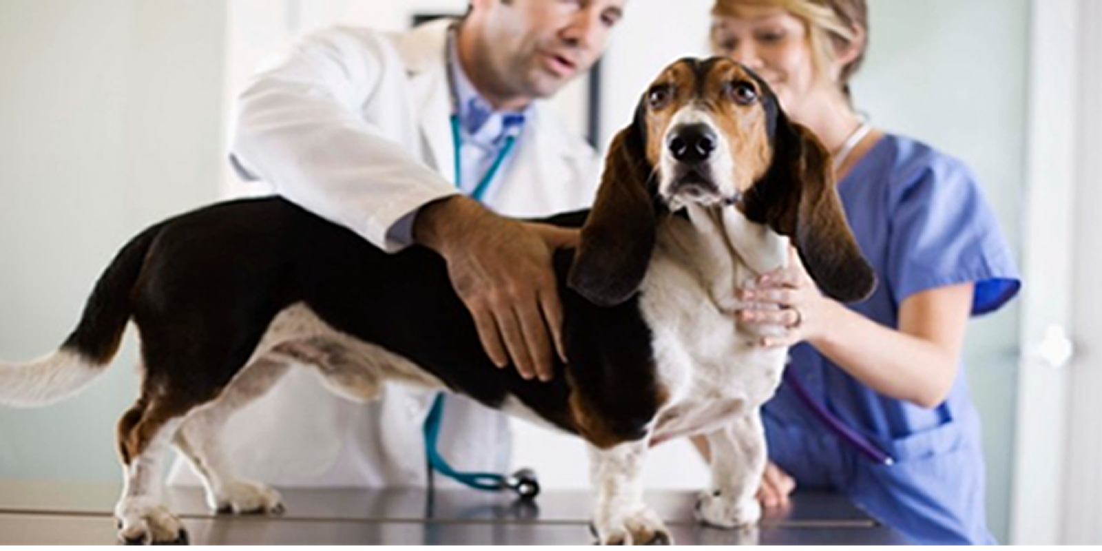 Auxiliar de Veterinário e Petshop Auxiliar de Veterinário e Petshop